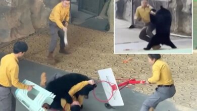 Нападение медведя на смотрителя зоопарка во время живой демонстрации